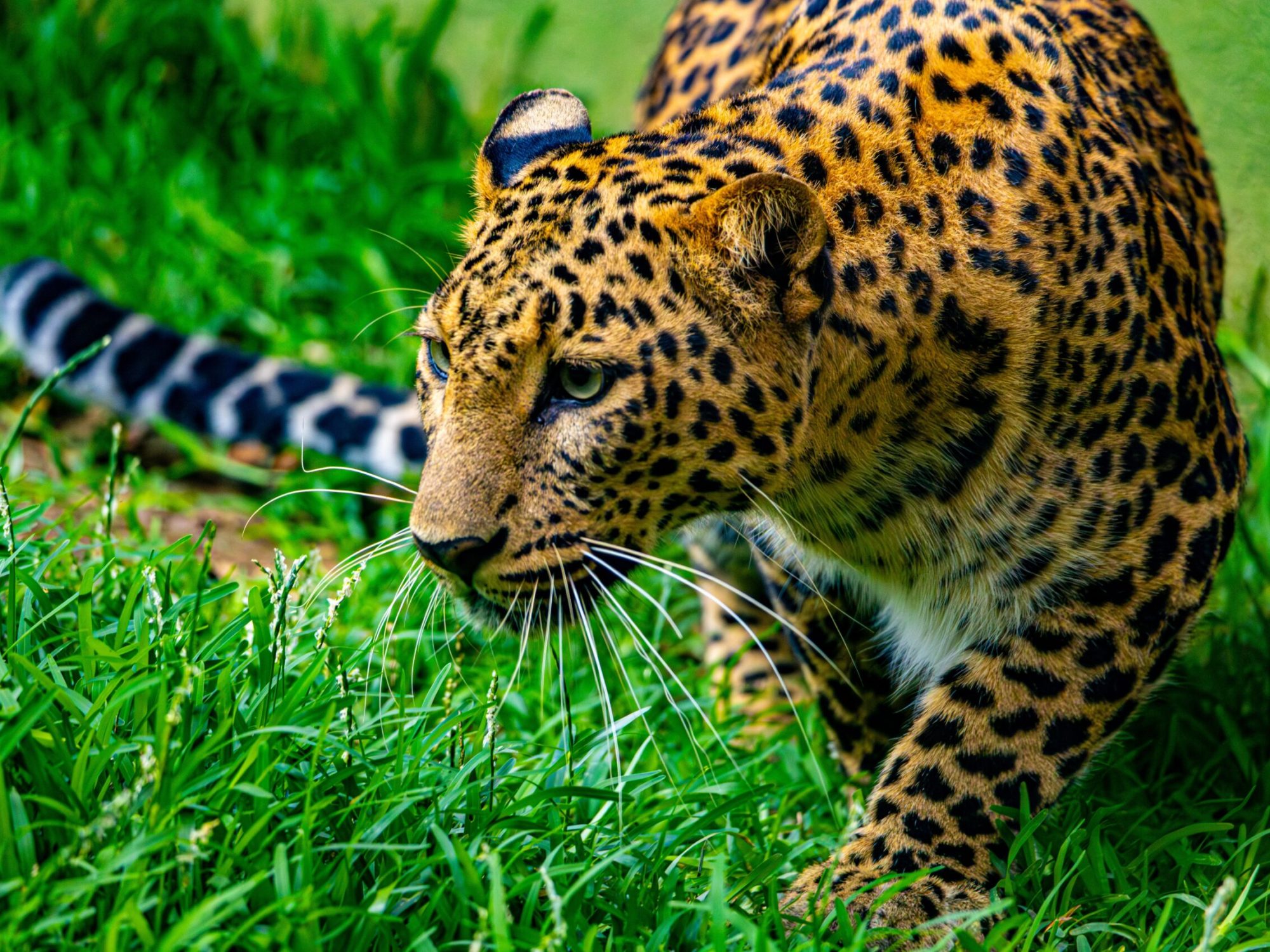 pexels-regan-dsouza-1315522347-34595521 pexels-regan-dsouza-1315522347-34595521